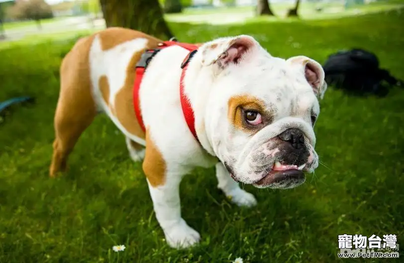 狗狗五個常見的動作都代表了什麼意思？