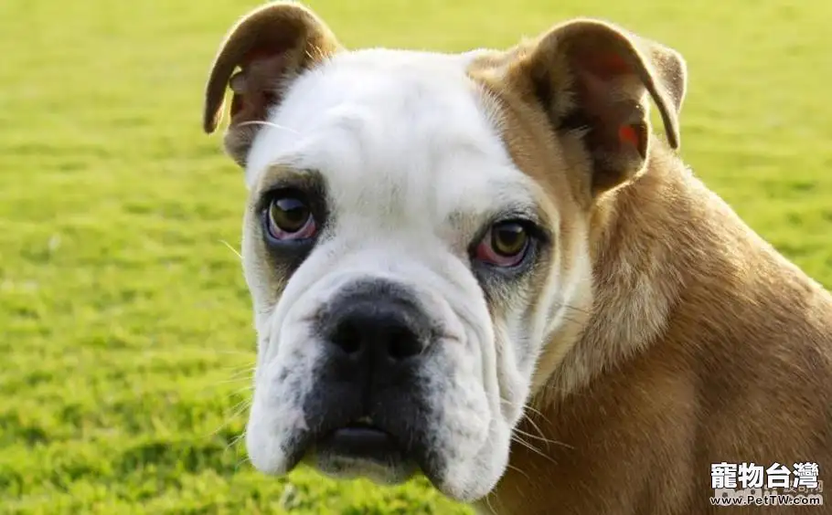 狗狗五個常見的動作都代表了什麼意思？