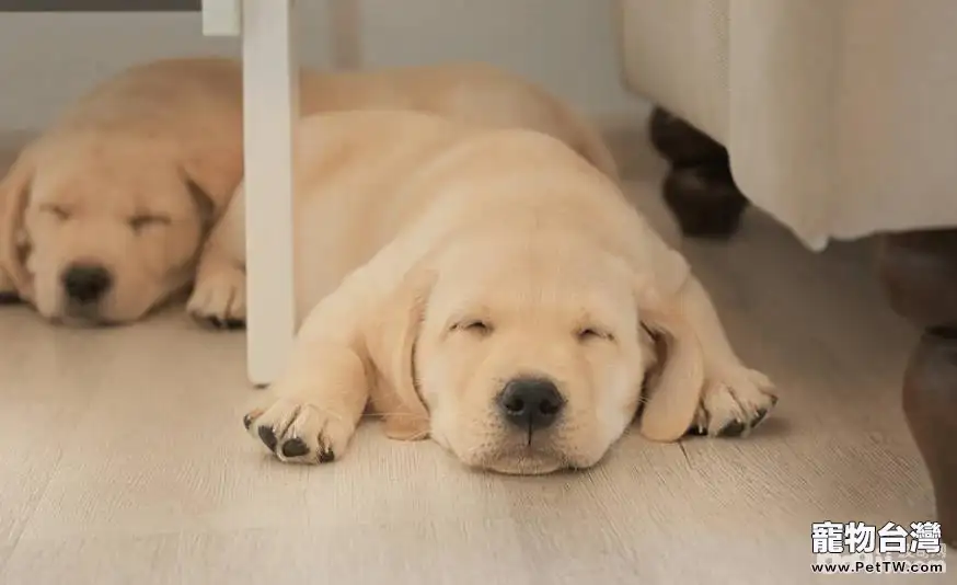 狗狗五個常見的動作都代表了什麼意思？（共3張圖片）-寵物台灣