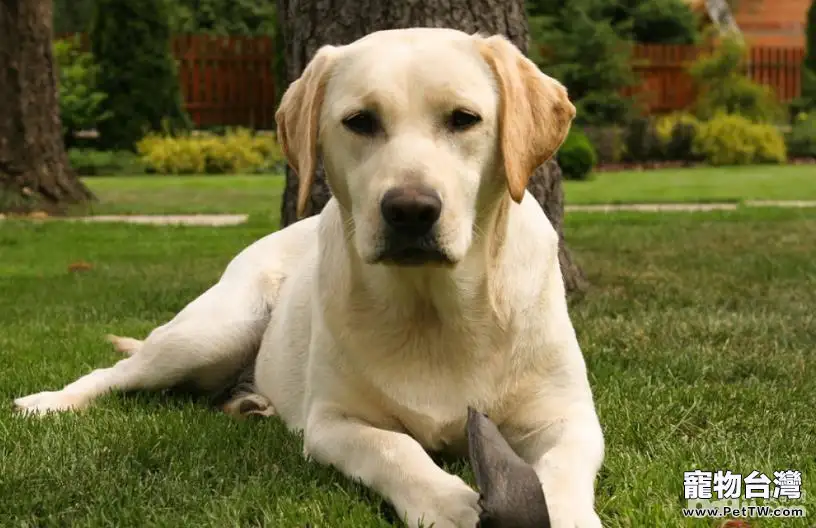 哪些品種的狗狗忠誠度比較高? 哪些品種的狗狗忠誠度比較高?