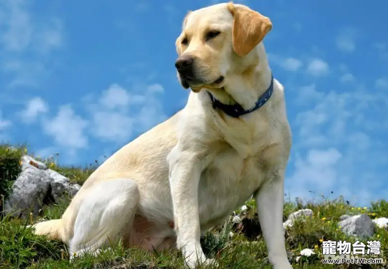 為什麼導盲犬大多數都選擇用拉布拉多?(共3張圖片)-寵物台灣