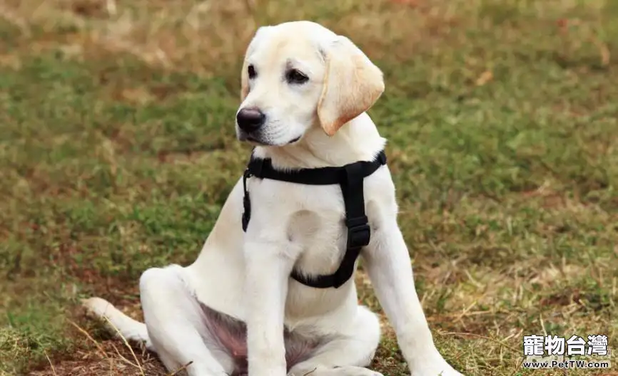 為什麼導盲犬大多數都選擇用拉布拉多? 為什麼導盲犬大多數都選擇用拉布拉多?