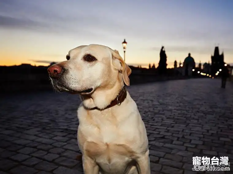 為什麼導盲犬大多數都選擇用拉布拉多? 為什麼導盲犬大多數都選擇用拉布拉多?