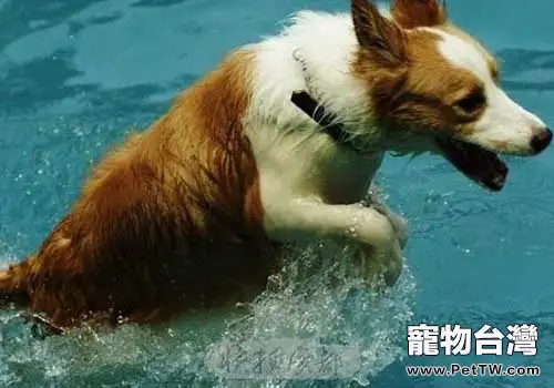 夏季常見的狗狗皮膚病都有哪些?(共3張圖片)-寵物台灣