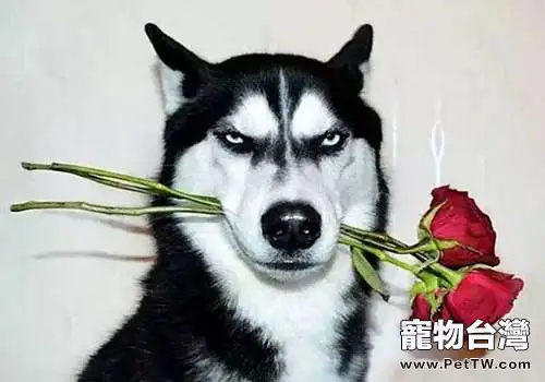 單身上班族適合養哈士奇嗎?(共5張圖片)-寵物台灣