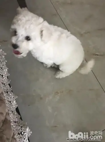 狗狗大小便訓練的方法以及心得體會（共2張圖片）-寵物台灣