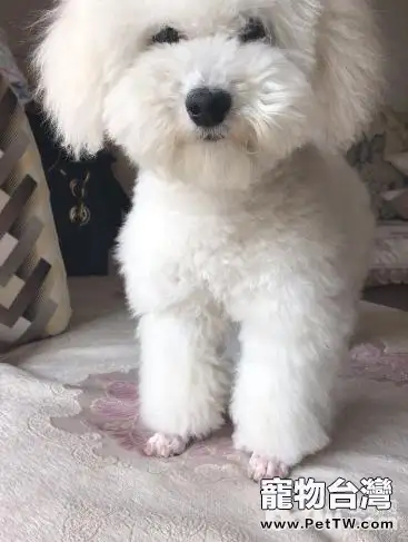 狗狗大小便訓練的方法以及心得體會