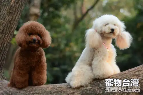 泰迪犬缺點，泰迪犬的缺點都有哪些？