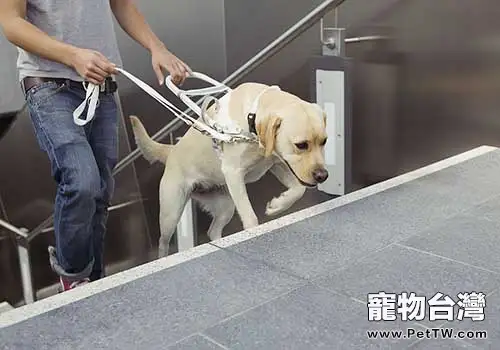 最適合成為導盲犬的狗狗有哪些，導盲犬訓練的注意事項