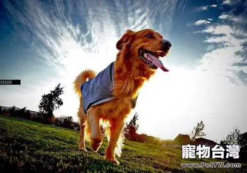 最適合成為導盲犬的狗狗有哪些，導盲犬訓練的注意事項