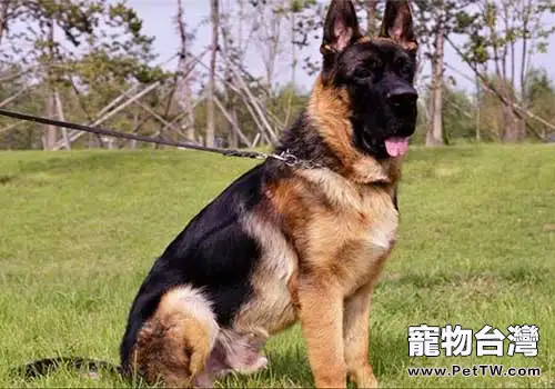 最適合成為導盲犬的狗狗有哪些，導盲犬訓練的注意事項