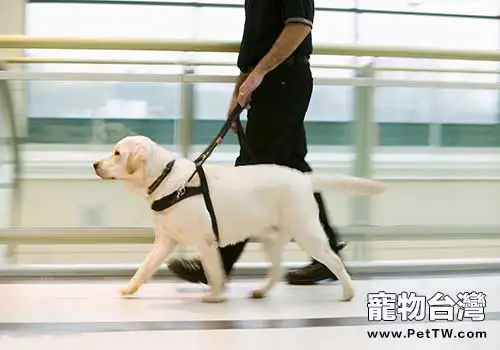 最適合成為導盲犬的狗狗有哪些，導盲犬訓練的注意事項