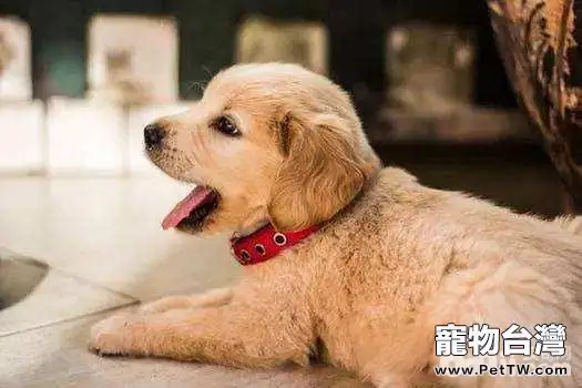 預防狗狗夏天染上皮膚病的方法都有哪些?(共4張圖片)-寵物台灣