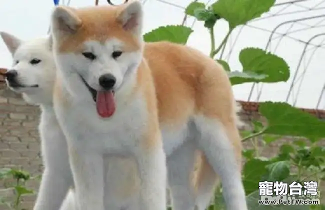 飼養秋田犬的注意事項，秋田犬的優點和缺點有哪些？