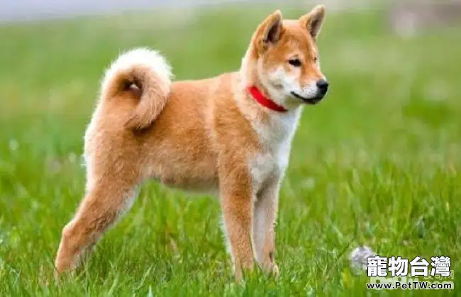 飼養秋田犬的注意事項，秋田犬的優點和缺點有哪些？