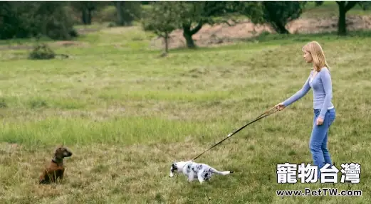 狗狗培養，狗狗是如何培養出來的？