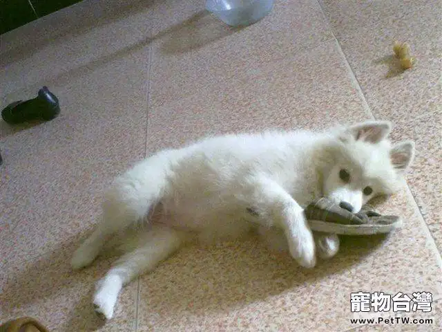 狗狗會無聊嗎，狗狗無聊都會做什麼？