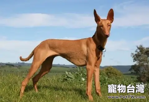 獵犬品種有哪些？六大獵犬品種介紹