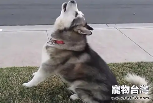 狗像狼一樣嚎叫不吉利嗎（1圖）-寵物台灣