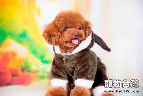 泰迪犬冬天怎麼飼養 泰迪冬天需要穿衣服嗎