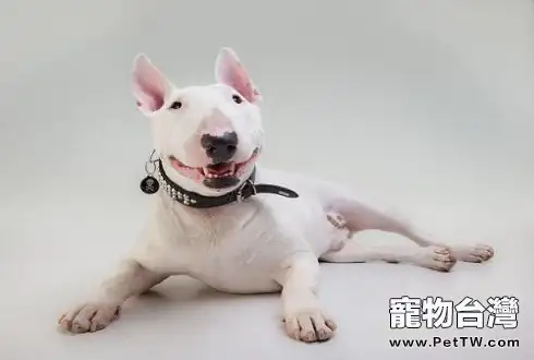 牛頭梗為什麼很少人養 不養牛頭梗的三大理由(1圖)-寵物台灣