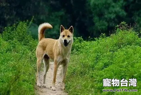 外國人是怎麼評價中華田園犬的 外國人評論中華田園犬