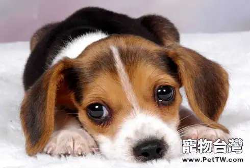 狗狗腸胃不好怎麼調理,補充寵物益生菌拒絕「玻璃胃」(共2張圖片)-寵物台灣