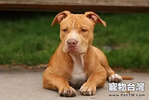 惡霸犬和比特犬的區別 惡霸犬和比特犬有什麼不同