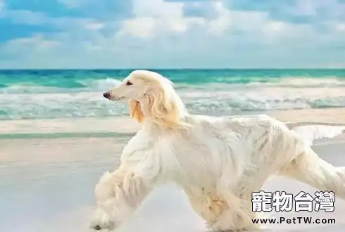 阿富汗獵狗多少錢一隻 阿富汗獵狗價格盤點(1圖)-寵物台灣