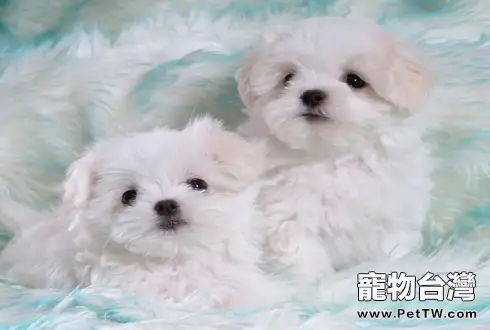 為何你家幼犬狗狗常生病了呢？餵食狗狗蛋白粉增強免疫