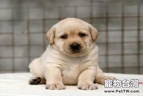 狗狗的六種生活習性 你瞭解嗎（共3張圖片）-寵物台灣