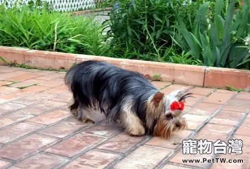 約克夏梗犬怎麼養 約克夏梗犬好養嗎