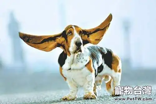 狗狗耳朵的日常護理