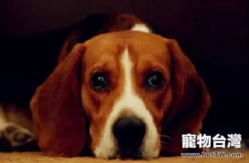 小獵犬智商