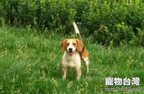 小獵犬智商