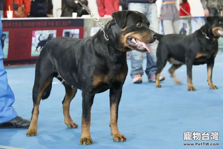 羅威那犬的性格特點