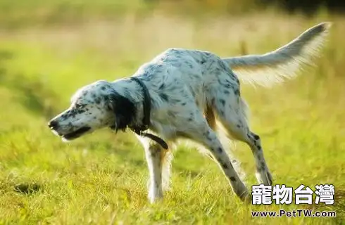 英國雪達犬