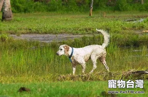 英國雪達犬