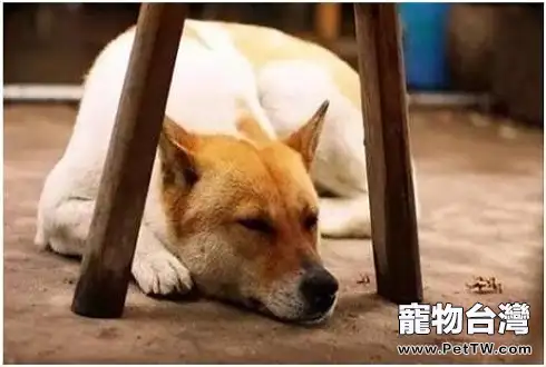 中華田園犬禁養