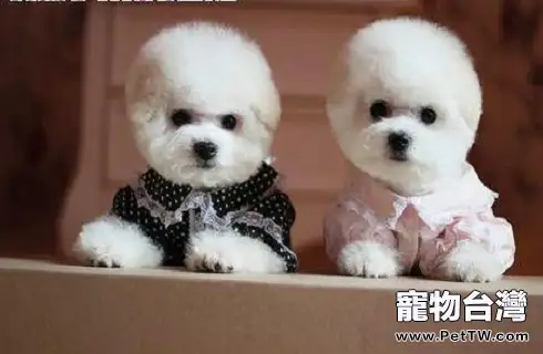 驚!比熊 犬(卷毛比雄犬)居然能長這麼大?(共3張圖片)-寵物台灣