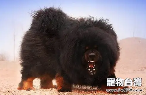 獅子和藏獒哪個更厲害？（共3張圖片）-寵物台灣