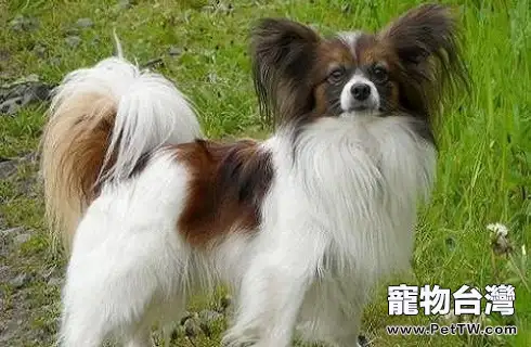 蝴蝶犬串串