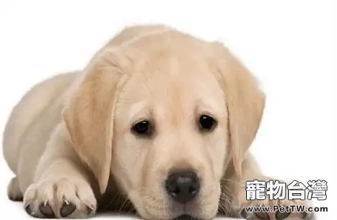金毛和拉布拉多的區別?(共4張圖片)-寵物台灣