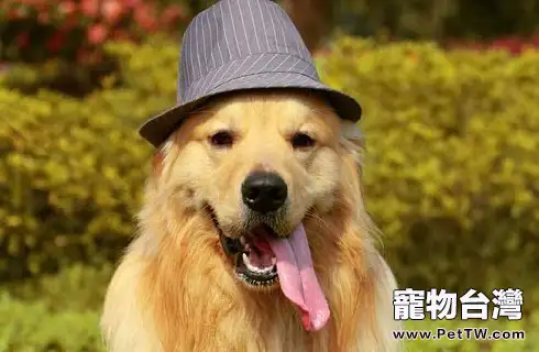 黃金獵犬的基本信息(共3張圖片)-寵物台灣