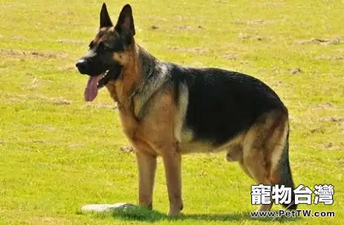 西德犬多少錢一隻?西德犬價格盤點(共2張圖片)-寵物台灣