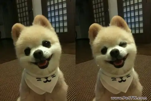 博美 犬(松鼠狗)怎麼樣?什麼價格能買?(共4張圖片)-寵物台灣