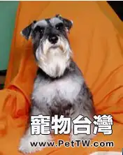 犬產後低血鈣的治療和防治