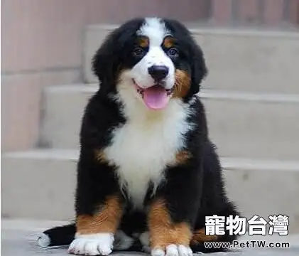 伯恩山犬為什麼養的人少