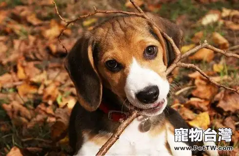 哪些東西小獵犬不能吃?(共3張圖片)-寵物台灣