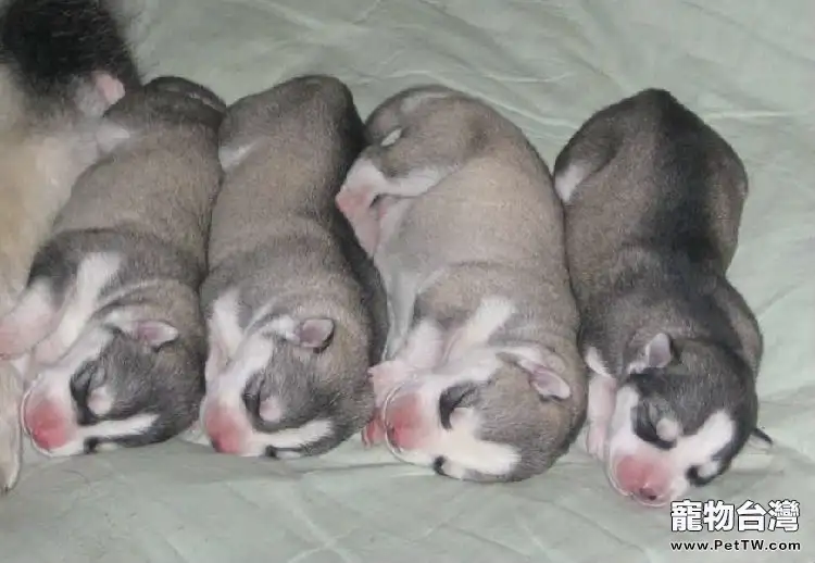 斷奶後—吃狗糧前過渡時期幼犬如何換糧(1圖)-寵物台灣